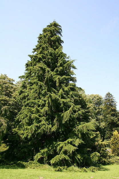 Planting Brown Tsuga Heterophylla Tree Seeds