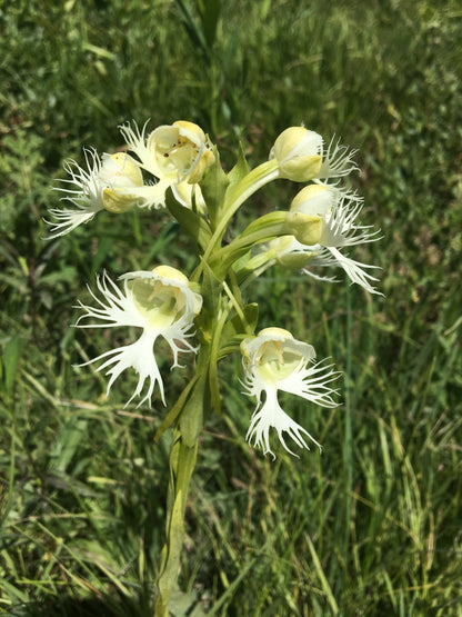 Fringed Orchid Flower seeds for Planting Perfect for Borders Heirloom & GMO Free Seeds for Home Garden
