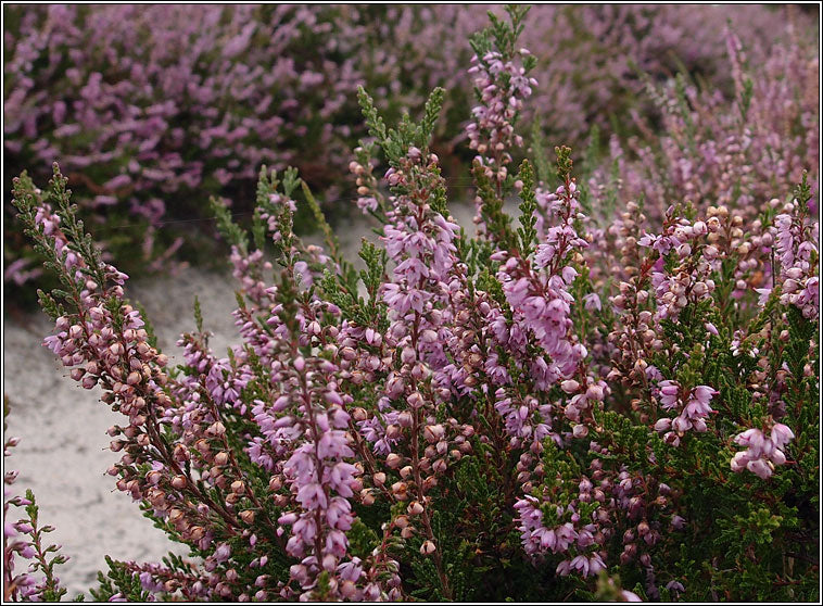Violet Calluna Flower seeds for Planting Drought Tolerant, Heirloom & GMO Free Seeds for Home Garden vegetable and garden seeds