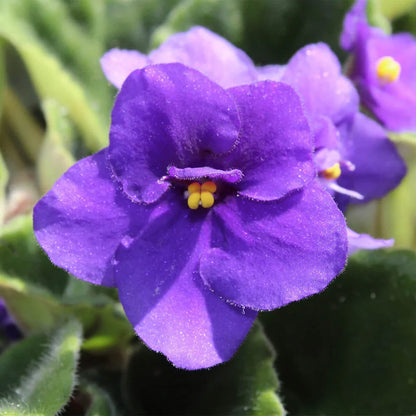 African Violet Flower seeds for Planting Long Bloom Season Heirloom & GMO Free Seeds for Home Garden