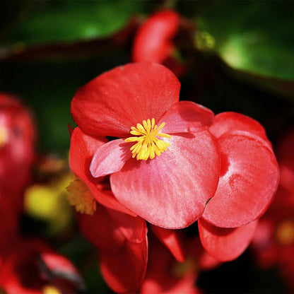 Begonia Flower seeds for Planting Sun Loving Heirloom & GMO Free Seeds for Home Garden