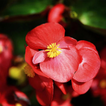 Heirloom Begonia Flower seeds for Planting Hardy Variety Heirloom & GMO Free Seeds for Home Garden