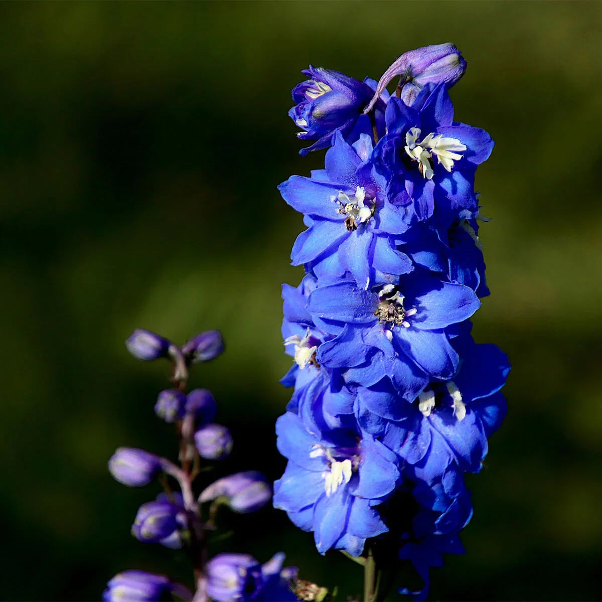 Violet Matthiola Incana Flower seeds for Planting - Shade Tolerant, Heirloom & GMO Free Seeds for Home Garden