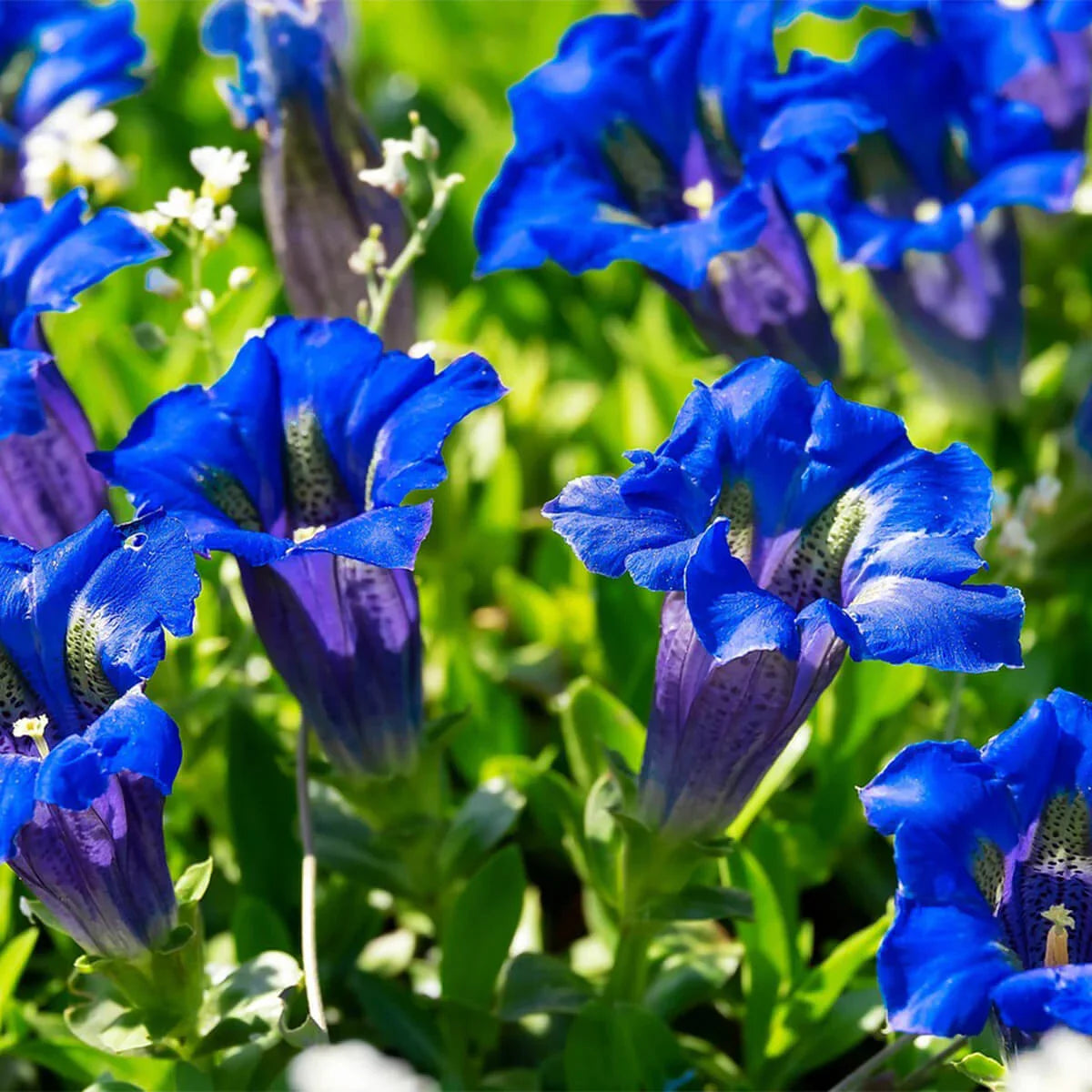 Gentiana Flower seeds for Planting Easy to Grow Heirloom & GMO Free Seeds for Home Garden