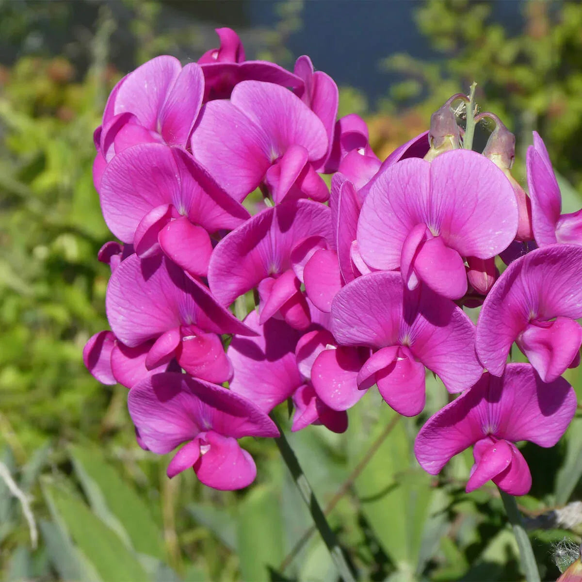 Heirloom Sweet Pea Flower seeds for Planting Cottage Garden Essential Heirloom & GMO Free Seeds for Home Garden