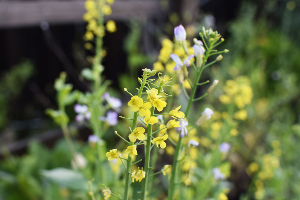 Lettuce Flower seeds for Planting Vibrant Colors, Heirloom & GMO Free Seeds for Home Garden vegetable and garden seeds
