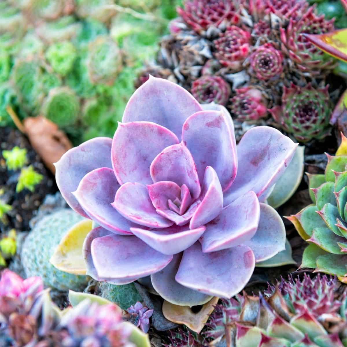 Succulent Planting Seeds - Easy to Grow Succulent Flowers