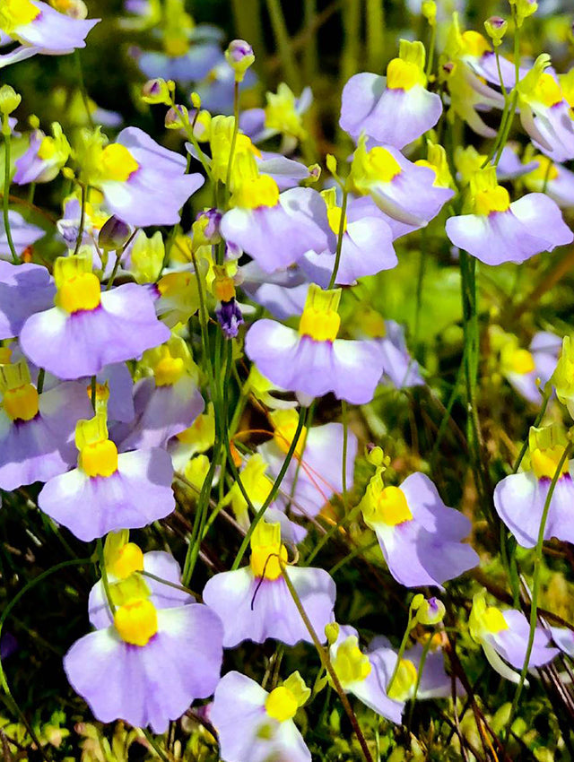 High quality Blue Utricularia Flower seeds for Planting Seasonal Bloomer, Heirloom & GMO Free Seeds for Home Garden seeds pack