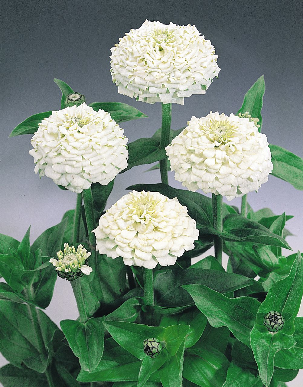 High quality White Oklahoma Flower seeds for Planting Vibrant Colors, Heirloom & GMO Free Seeds for Home Garden seeds pack