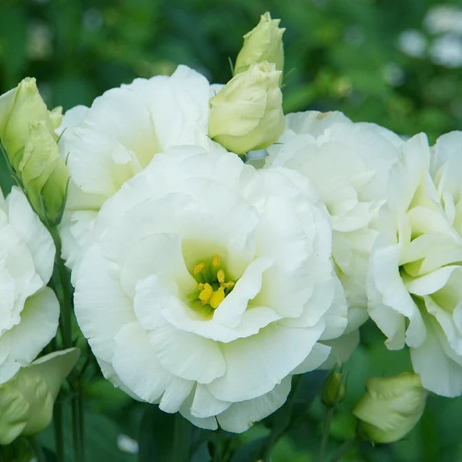 Eustomia Flower seeds for Planting Perfect for Borders, Heirloom & GMO Free Seeds for Home Garden vegetable and garden seeds