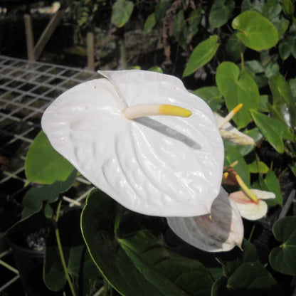 White Anthurium Andraeanu Flower seeds for Planting - Drought Tolerant, Heirloom & GMO Free Seeds for Home Garden