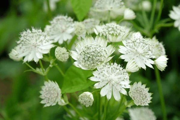 Astrantia Major Flower seeds for Planting Easy to Grow Heirloom & GMO Free Seeds for Home Garden