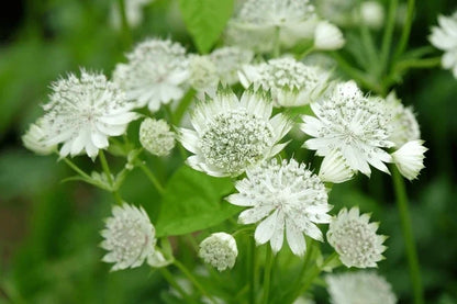 Astrantia Major Flower seeds for Planting Easy to Grow Heirloom & GMO Free Seeds for Home Garden