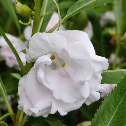 White Balsam Camellia Flower Seeds for Planting