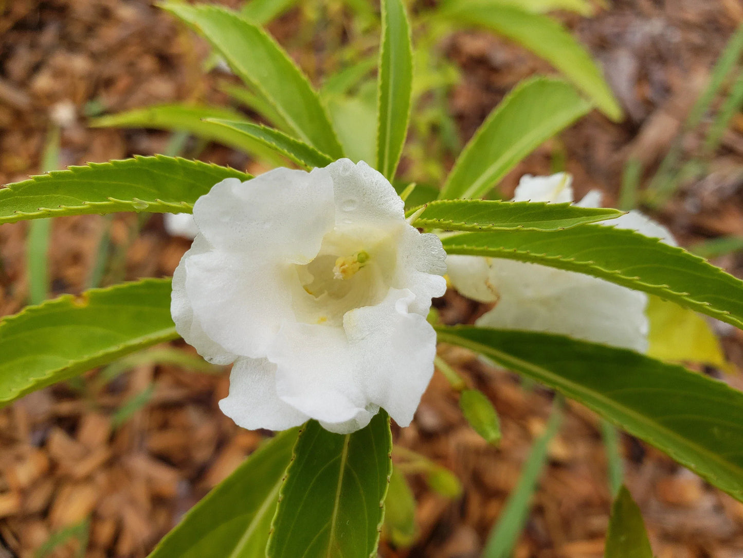 White Balsam Flower Seeds for Planting