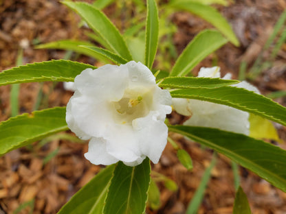 White Balsam Flower Seeds for Planting