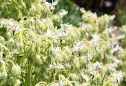 Packet of White Borage seeds for planting