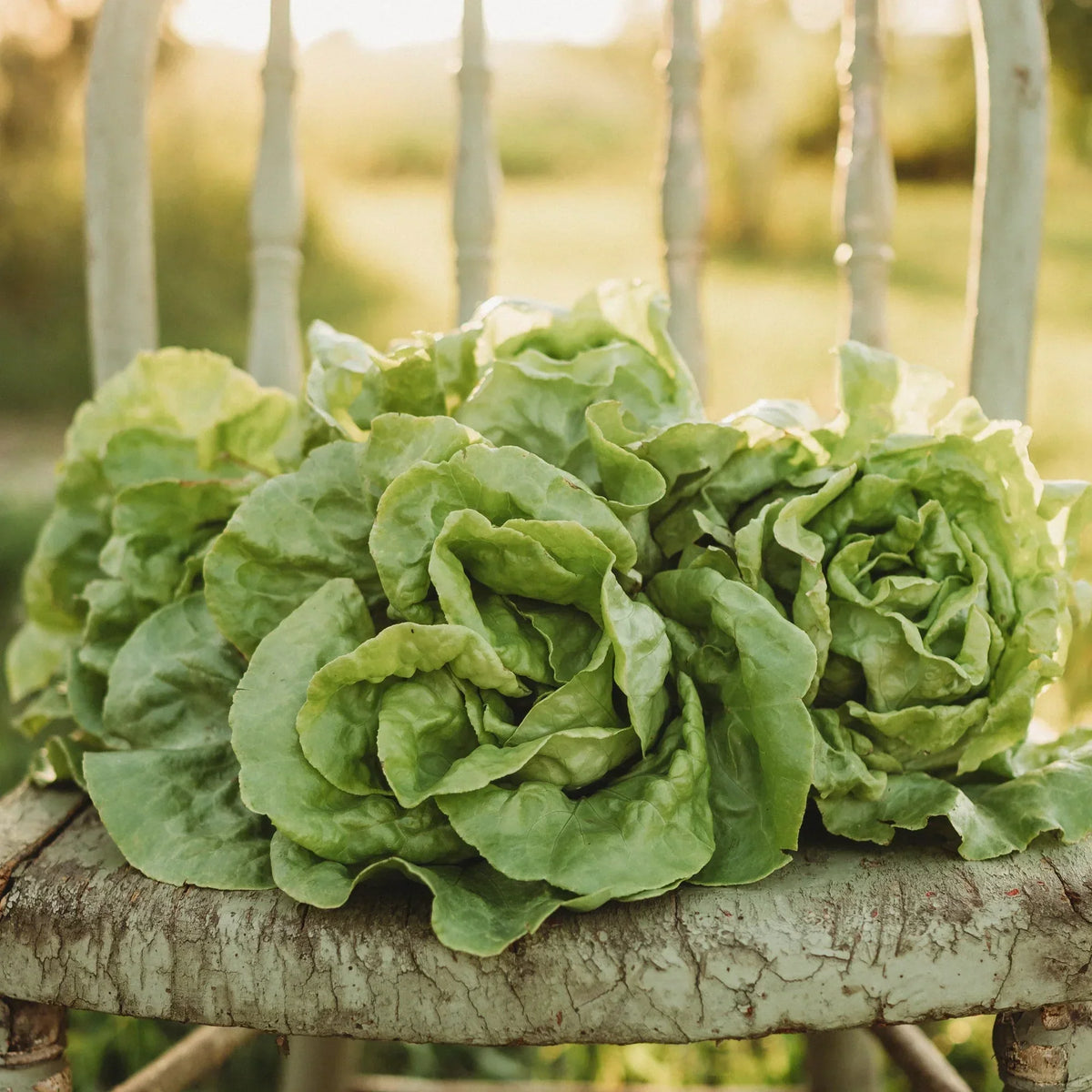 Butterhead Lettuce Seeds For Crisp Greens Planting Vegetable Seeds
