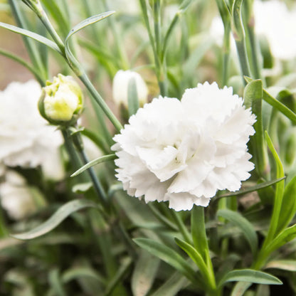 White Carnation Flower Seeds for Planting