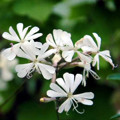 White Catchfly Seeds for Planting – Non-GMO Flower Seeds