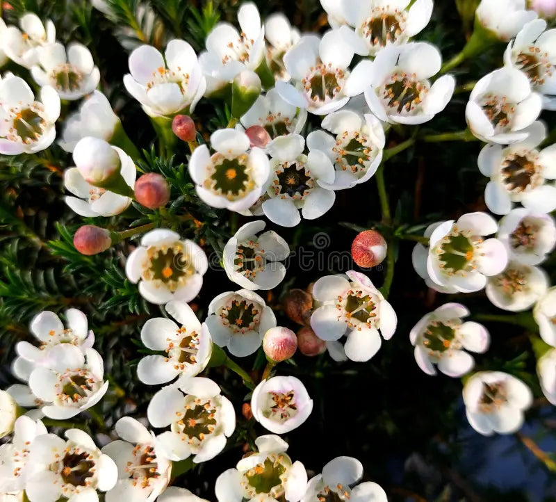 Geraldton Flower seeds for Planting Colorful Display, Heirloom & GMO Free Seeds for Home Garden vegetable and garden seeds