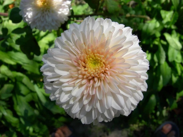 White Pink Chrysanthemum Flower seeds for Planting Bright Blooms, Heirloom & GMO Free Seeds for Home Garden vegetable and garden seeds