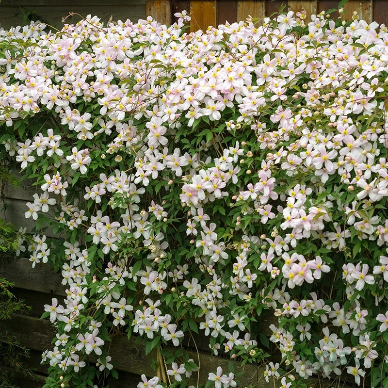 White Clematis Flower seeds for Planting Compact Growth, Heirloom & GMO Free Seeds for Home Garden vegetable and garden seeds