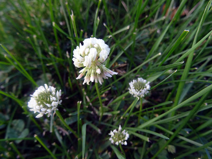 Dutch Clover Flower seeds for Planting Cottage Garden Essential Heirloom & GMO Free Seeds for Home Garden