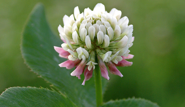 Clover Flower seeds for Planting, Vibrant Colors Heirloom & GMO Free Seeds for Home Garden