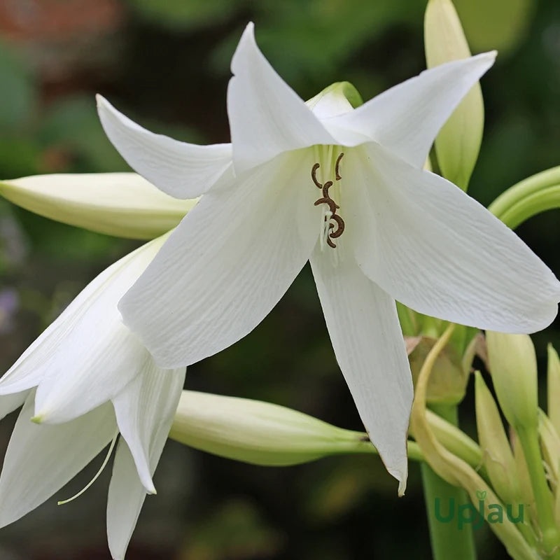 Premium White Crinum Flower seeds for Planting Easy to Grow, Heirloom & GMO Free Seeds for Home Garden seeds