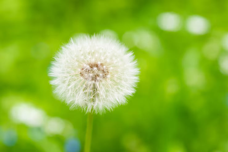 White Dandelion Flower seeds for Planting Colorful Display, Heirloom & GMO Free Seeds for Home Garden vegetable and garden seeds