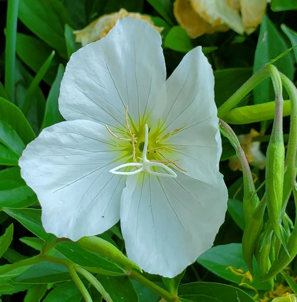 Premium White Oenothera Flower seeds for Planting Shade Tolerant, Heirloom & GMO Free Seeds for Home Garden seeds