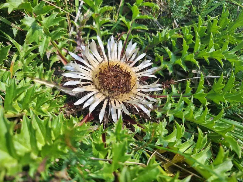 Acanthifolia Flower seeds for Planting Fragrant Blossoms Heirloom & GMO Free Seeds for Home Garden