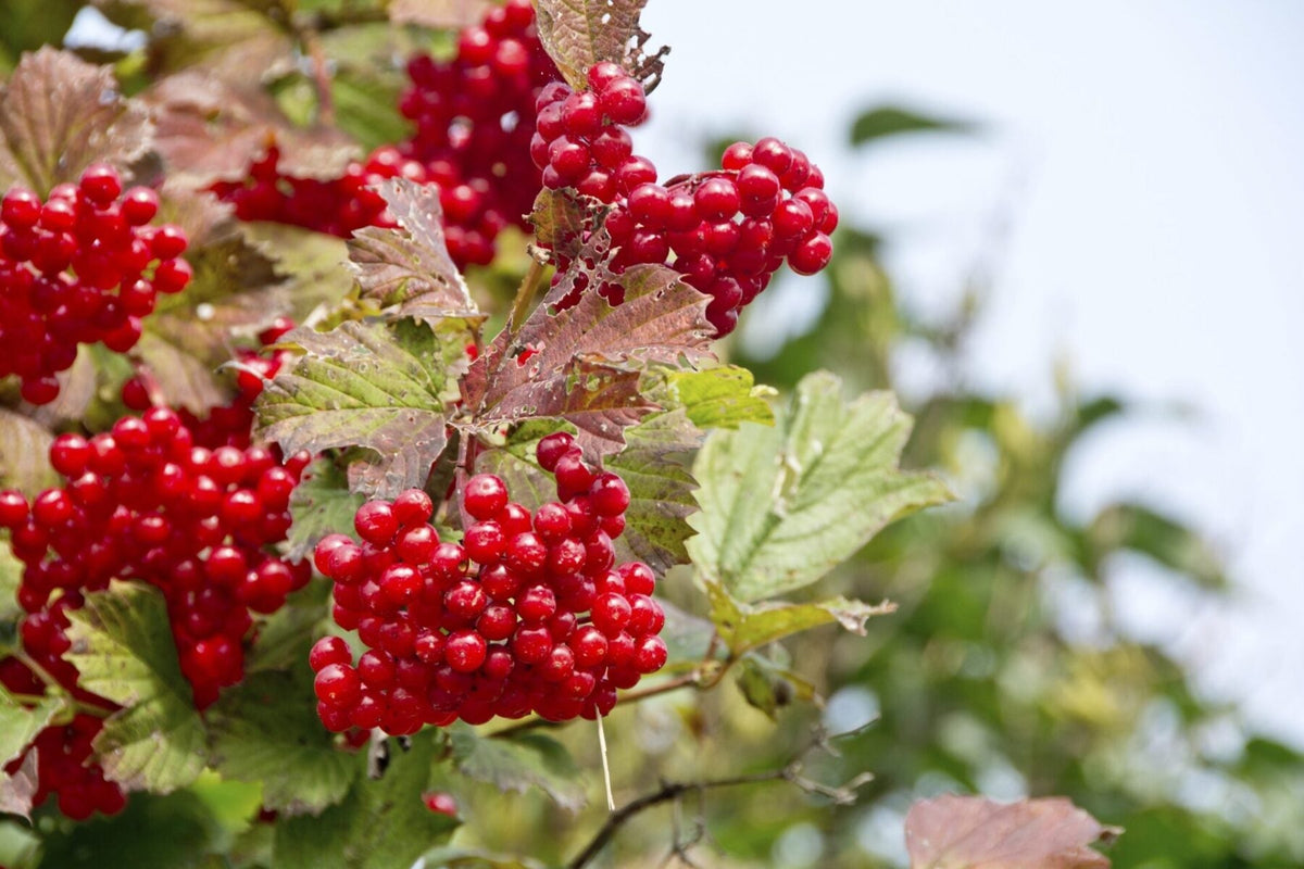 White Flowering Cranberry Seeds – Viburnum trilobum Non-GMO Shrub