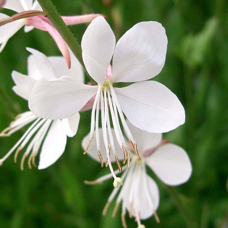 White Gaura Lindheimer Plant Seeds for Easy Planting
