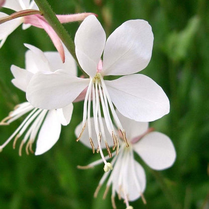 White Gaura Lindheimer Plant Seeds for Easy Planting
