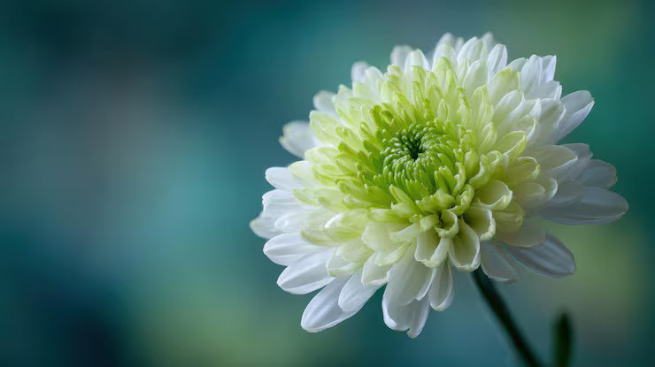 White Green Chrysanthemum Flower seeds for Planting Vibrant Colors, Heirloom & GMO Free Seeds for Home Garden vegetable and garden seeds
