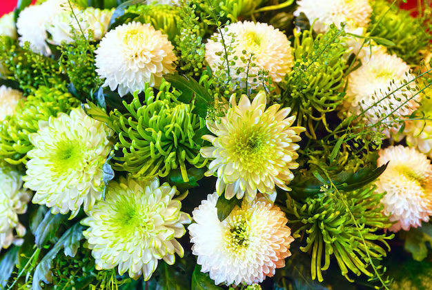 Premium White Green Chrysanthemum Flower seeds for Planting Vibrant Colors, Heirloom & GMO Free Seeds for Home Garden seeds