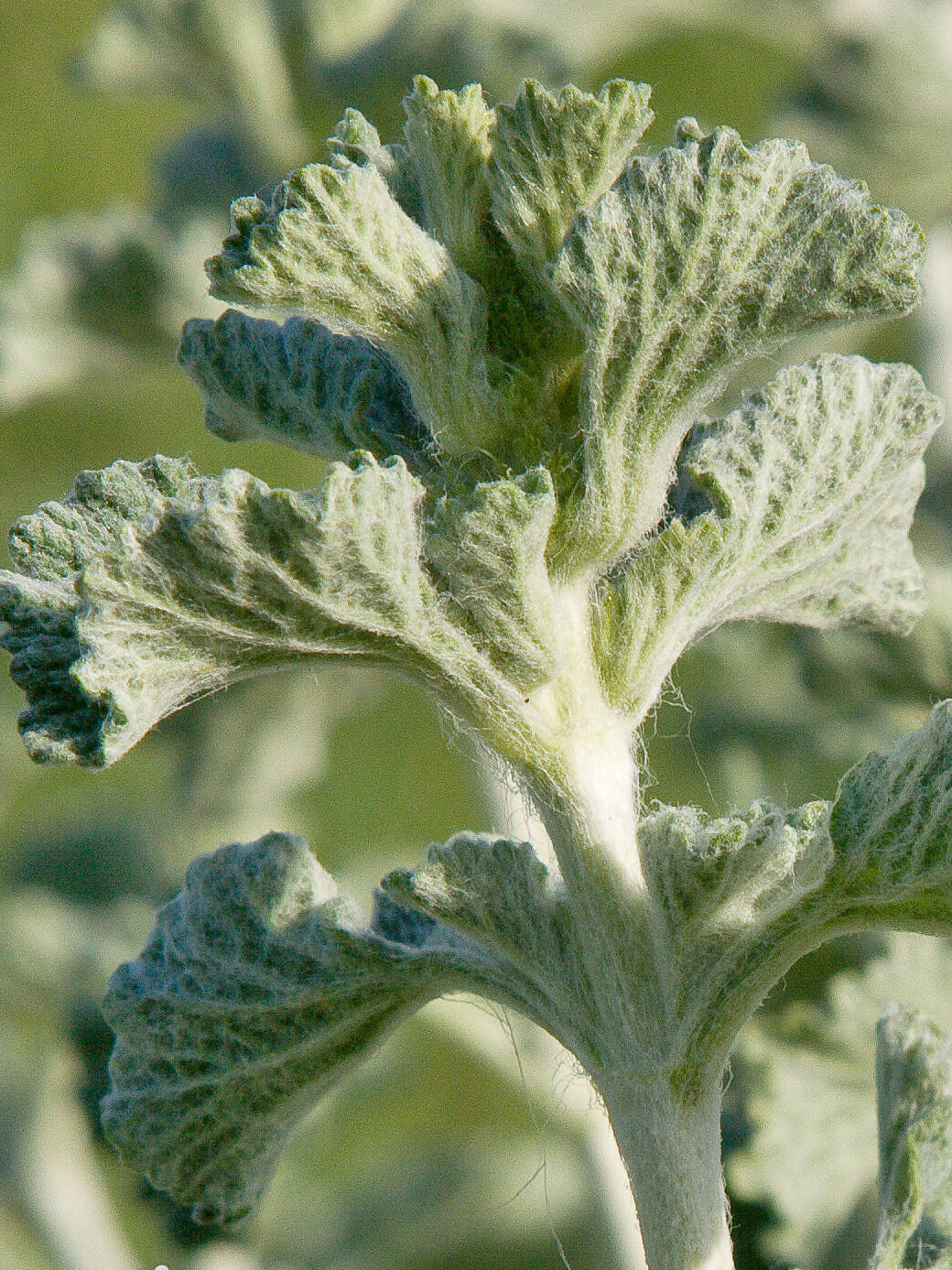 Close up of white Horehound flowers on branching stems