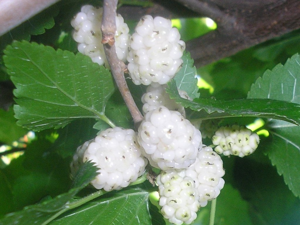 White mulberry seeds producing ripe pinkish-white fruit clusters