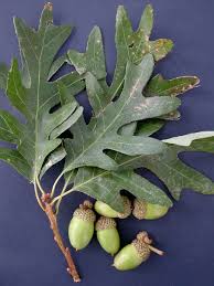 White oak tree seeds showing lobed green leaves turning red in fall