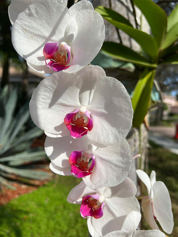 White Butterfly Orchid Flower seeds for Planting Long Bloom Season, Heirloom & GMO Free Seeds for Home Garden vegetable and garden seeds
