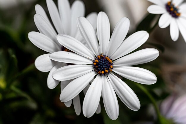 Premium Osteospermum White Flower seeds for Planting Fragrant Blossoms, Heirloom & GMO Free Seeds for Home Garden seeds