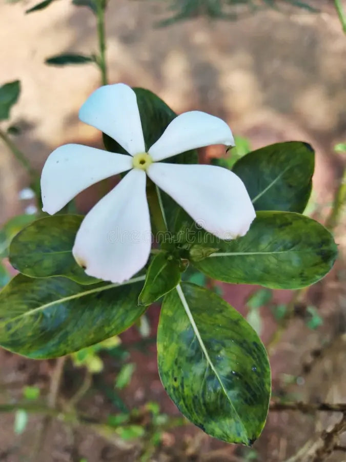White Vinca Flower seeds for Planting Long Bloom Season, Heirloom & GMO Free Seeds for Home Garden vegetable and garden seeds