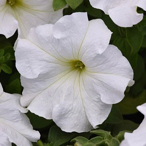 Elegant White Petunia Flower Seeds for Planting