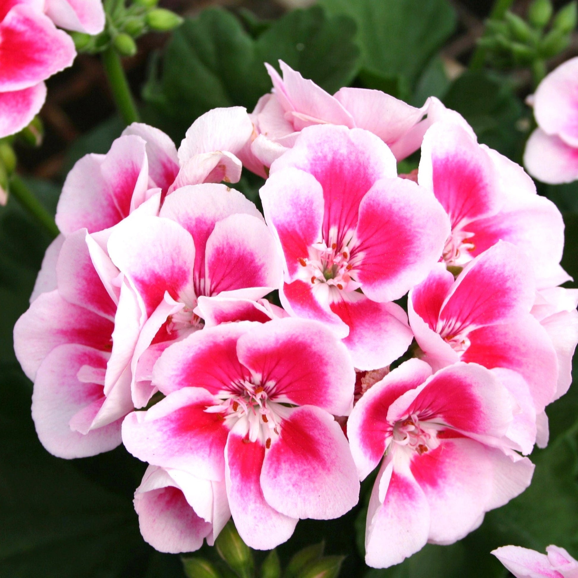 White and Pink Geranium Flower Seeds for Vibrant Garden Planting