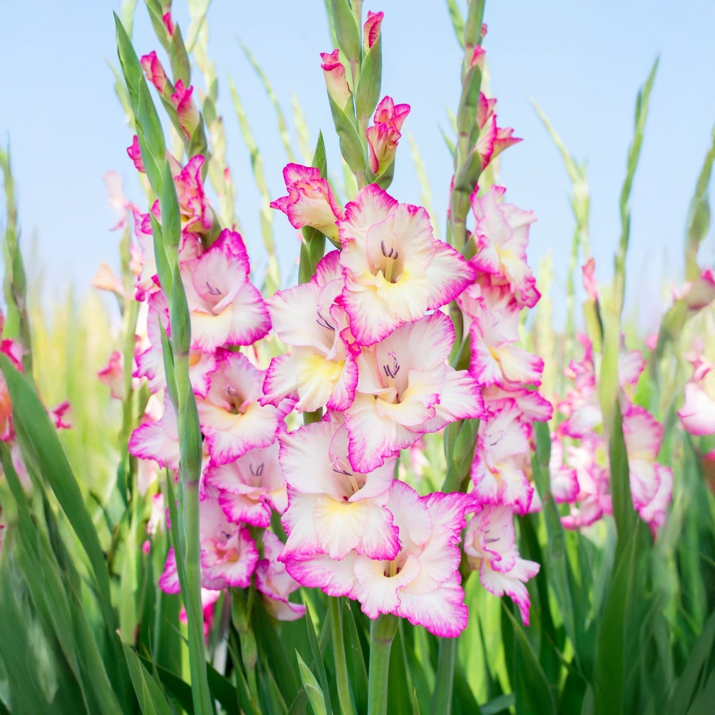White Pink Gladiolus Seeds for Planting