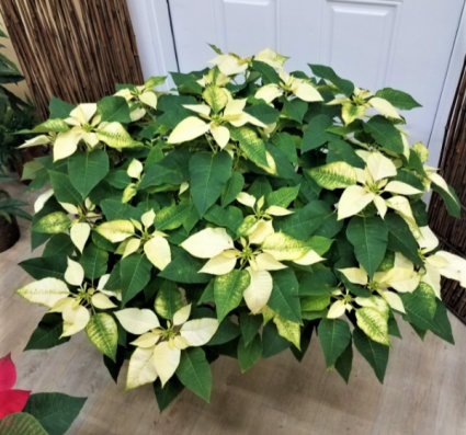 Light Yellow Poinsettia Flower seeds for Planting Pollinator Friendly, Heirloom & GMO Free Seeds for Home Garden vegetable and garden seeds