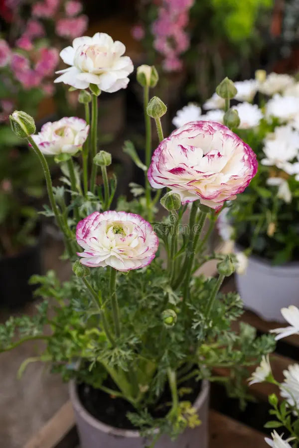 High quality White Purple Ranunculus Flower seeds for Planting Cut Flower Favorite, Heirloom & GMO Free Seeds for Home Garden seeds pack