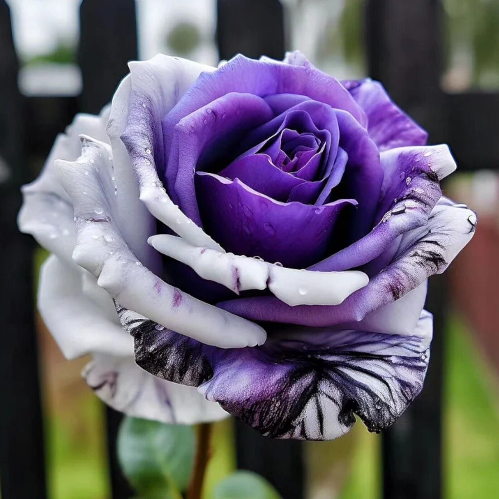 Planting Away Rose Flower Seeds (White & Purple)